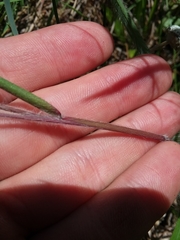 Dichanthelium consanguineum