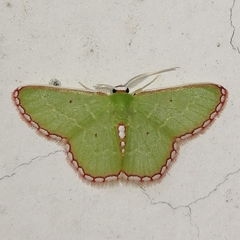 Synchlora tenuimargo