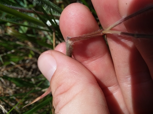 Image of Blood Panicgrass (Dichanthelium consanguineum) by (c) Will McFarland, some rights reserved (CC BY)