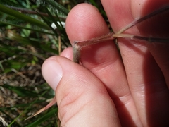 Dichanthelium consanguineum