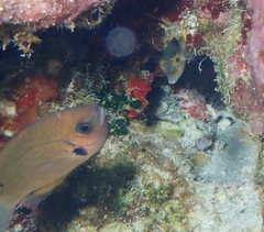 Pycnochromis pacifica