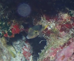 Canthigaster epilampra