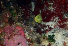 Canthigaster epilampra