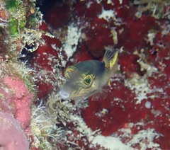 Canthigaster epilampra