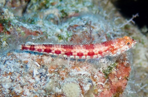 Capricorn lizardfish (Synodus capricornis) — Synodontidae