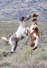 Horse photo 5