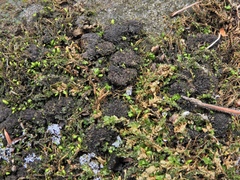 Scytinium dactylinum