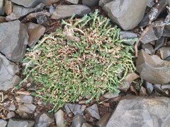 Arenaria armerina