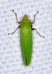 Draeculacephala robinsoni