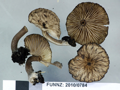 Pseudoclitocybe foetida