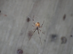 Latrodectus geometricus