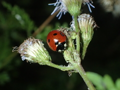 Coccinella septempunctata