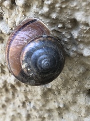 Helminthoglypta traskii