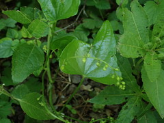 Dioscorea communis