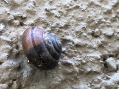 Helminthoglypta traskii