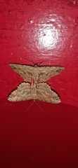 Geometridae