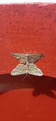 Geometridae