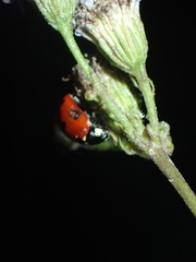Coccinella septempunctata
