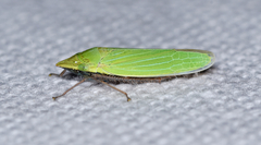 Draeculacephala robinsoni