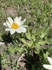 Wyethia helianthoides