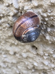 Helminthoglypta traskii