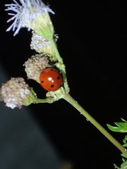 Coccinella septempunctata