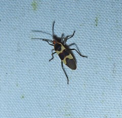 Oncopeltus sandarachatus