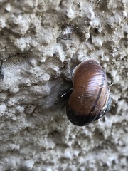Helminthoglypta traskii