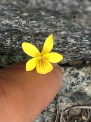 Viola pinetorum grisea
