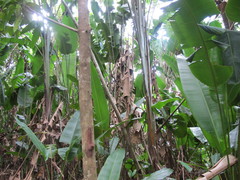 Phenakospermum guyannense