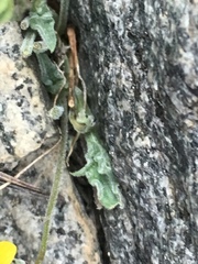 Viola pinetorum grisea