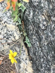 Viola pinetorum grisea