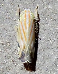 Deltanus texanus