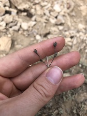 Penstemon scapoides