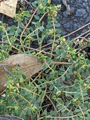 Euphorbia dallachyana