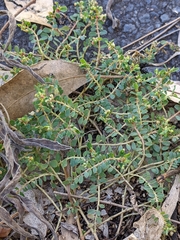 Euphorbia dallachyana