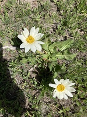 Wyethia helianthoides