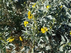 Encelia farinosa