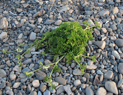 Apium prostratum filiforme