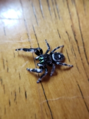 Phidippus audax
