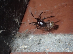 Steatoda nobilis