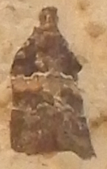 Satole ligniperdalis