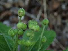 Mercurialis perennis