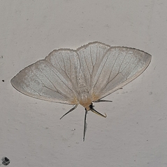 Geometridae