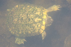 Trachemys scripta image