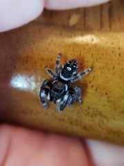 Phidippus audax