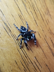 Phidippus audax