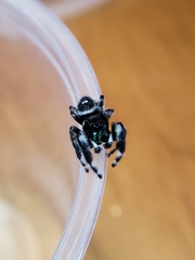 Phidippus audax