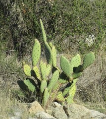 Opuntia × occidentalis