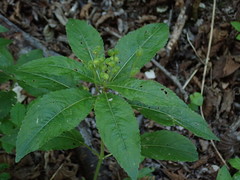 Mercurialis perennis